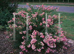 Picture of Lagerstroemia indica 'Pink Blush'