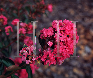 Picture of Lagerstroemia indica 'World's Fair'