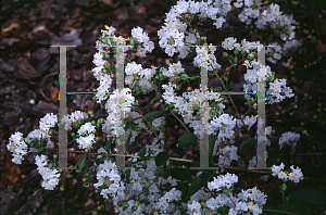 Picture of Lagerstroemia indica 'Blizzard'