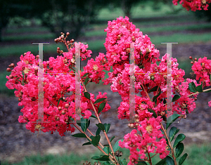 Picture of Lagerstroemia indica 'Bourbon Street'