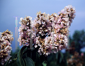 Picture of Lagerstroemia limii 