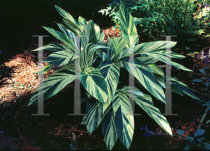 Picture of Alpinia zerumbet 'Variegata'