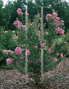 Picture of Lagerstroemia indica 'Petite Orchid'