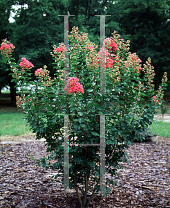 Picture of Lagerstroemia indica 'Petite Embers'