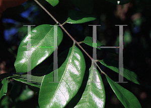 Picture of Dimocarpus longan 