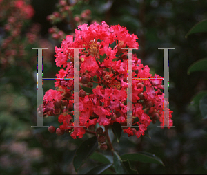Picture of Lagerstroemia indica 'Petite Embers'