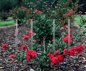 Picture of Lagerstroemia indica 'Moned(Chica Red)'