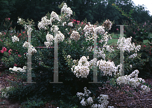 Picture of Lagerstroemia indica 'Pixie White'