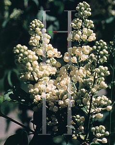Picture of Syringa vulgaris 'Primrose'