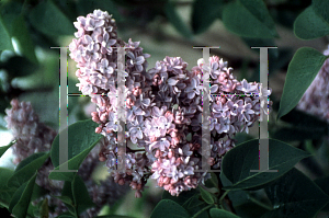 Picture of Syringa x chinensis 'Lavender Lady'
