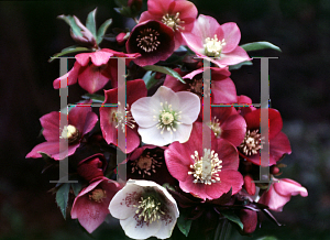 Picture of Helleborus x 'Royal Heritage'