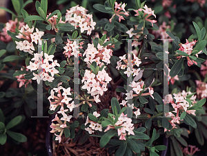 Picture of Daphne x burkwoodii 'Somerset'