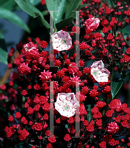 Picture of Kalmia latifolia 'Ostbo Red'