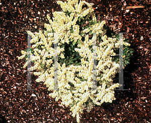 Picture of Pieris japonica 'Cavatine'