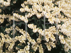 Picture of Pieris japonica 'Cavatine'