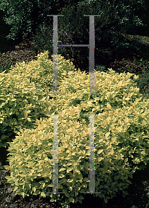 Picture of Spiraea  'Candle Light'