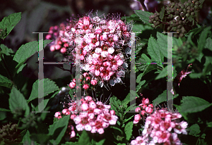 Picture of Spiraea japonica 'Little Princess'