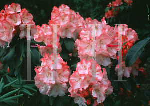 Picture of Rhododendron (subgenus Rhododendron) 'Lem's Monarch'