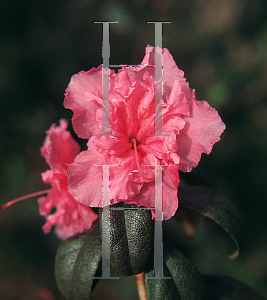 Picture of Rhododendron (subgenus Rhododendron) 'Weston's Pink Diamond'
