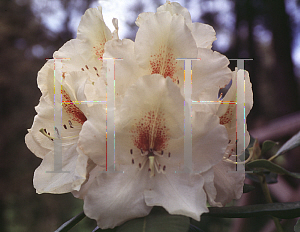 Picture of Rhododendron (subgenus Rhododendron) 'Phyllis Korn'