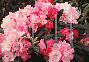 Picture of Rhododendron (subgenus Azalea) 'Crete'