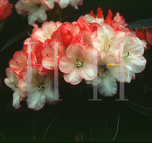 Picture of Rhododendron (subgenus Rhododendron) 'Manda Sue'