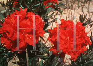 Picture of Rhododendron (subgenus Azalea) 'Molalla Red'