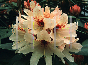 Picture of Rhododendron (subgenus Rhododendron) 'Starbright Champagne'