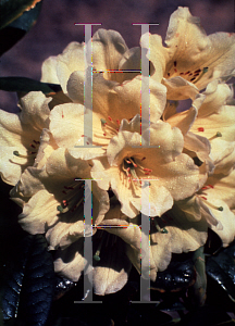 Picture of Rhododendron (subgenus Rhododendron) 'Hotei'