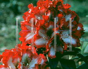 Picture of Rhododendron (subgenus Rhododendron) 'Midnight Mystique'
