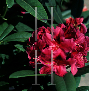 Picture of Rhododendron (subgenus Rhododendron) 'Wojnar's Purple'