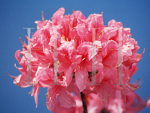 Picture of Rhododendron (subgenus Azalea) 'Rosy Lights'