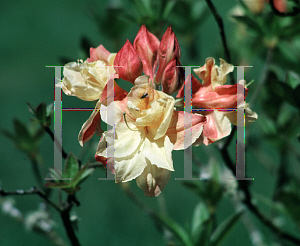 Picture of Rhododendron (subgenus Azalea) 'Totally Awesome'