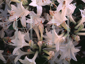 Picture of Rhododendron (subgenus Azalea) 'Snowbird'
