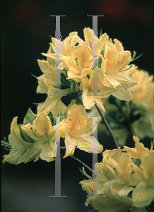 Picture of Rhododendron (subgenus Azalea) 'Lemon Lights'