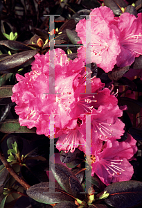 Picture of Rhododendron x 'Northern Starburst'