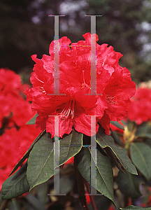 Picture of Rhododendron (subgenus Rhododendron) 'Briggs Red Star'
