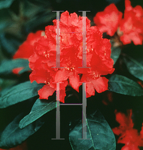 Picture of Rhododendron (subgenus Rhododendron) 'Hellikki'