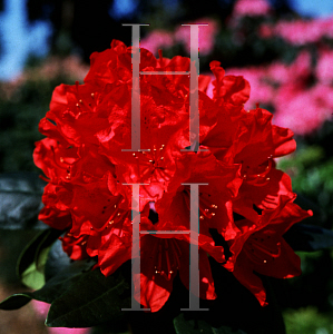 Picture of Rhododendron (subgenus Rhododendron) 'Hachmann's Blinklicht'