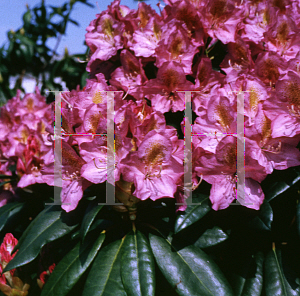 Picture of Rhododendron (subgenus Rhododendron) 'Hachmann's Blutopia'