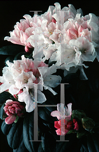 Picture of Rhododendron degronianum ssp. yakushimanum 'Yaku Princess'