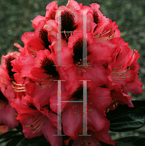 Picture of Rhododendron (subgenus Rhododendron) 'Hachmann's Bariton'