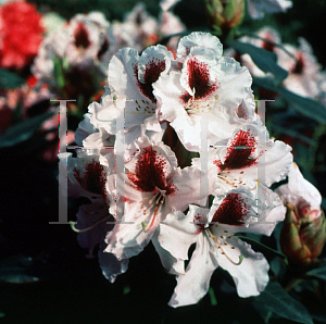 Picture of Rhododendron (subgenus Rhododendron) 'Hachmann's Sapporo'