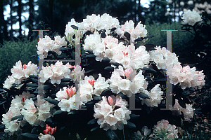 Picture of Rhododendron (subgenus Rhododendron) 'Anna H. Hall'