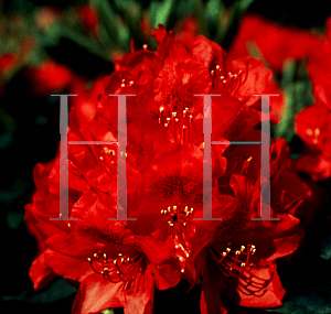 Picture of Rhododendron (subgenus Rhododendron) 'Hachmann's Feuerschien'