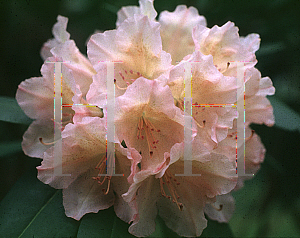Picture of Rhododendron (subgenus Rhododendron) 'Hindustan'