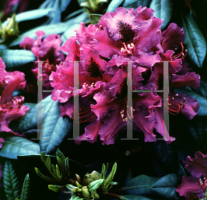 Picture of Rhododendron (subgenus Rhododendron) 'Azurro'