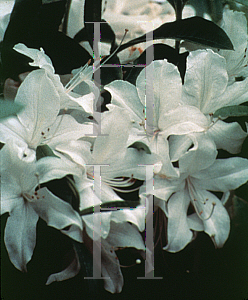 Picture of Rhododendron (subgenus Azalea) 'White Lights'