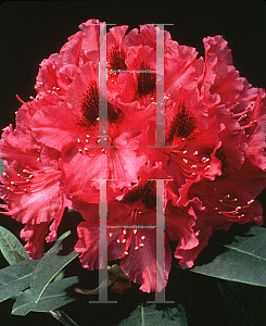 Picture of Rhododendron (subgenus Rhododendron) 'Dorothy Amateis'