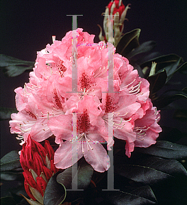 Picture of Rhododendron catawbiense 'Cheer'